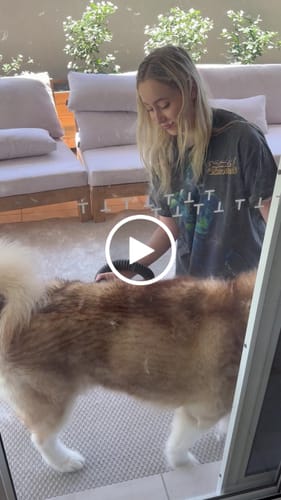 Customer video review of Dog Cat Pet Hair Dryer Grooming Blow Speed