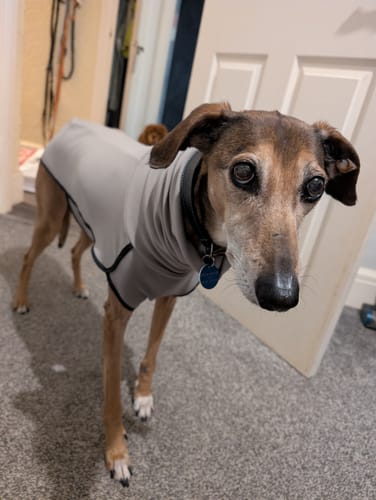 Customer photo review of Fleece Sighthound Base-Layer Coat with Underbelly and Snood