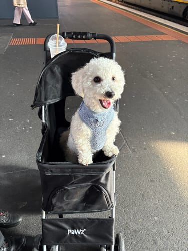 Customer's black 4 Wheels Pet Stroller on a train platform with a happy white dog sitting inside.