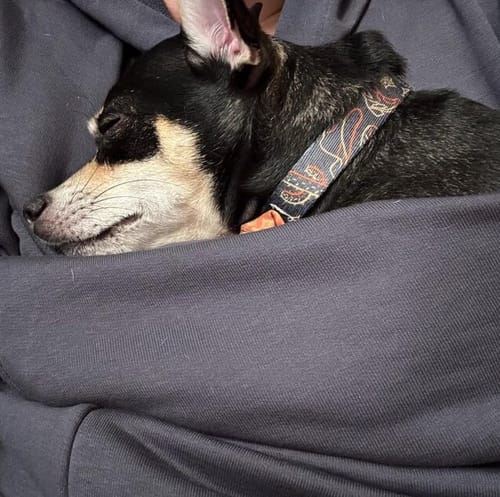 Customer photo review of Lightweight Kangaroo Hoodie - Grey – 2-15 lbs / 1-7 kg (Spring/Summer)