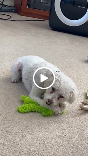Customer video review of Long-Lasting Yak Chews — 4 Flavor Pack