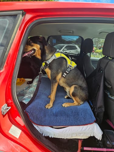 Customer photo review of FIDA No Pull Harness