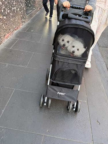 Customer pushing the black pet stroller on a sidewalk with two small dogs peeking out from the mesh cover.