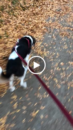 Customer video review of WellyTails Hypo-Allergenic Dog 7 Way Hip & Joint MAXIMUM
