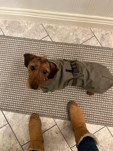 Customer photo review of Hermy Dachshund Coat with Removeable Lining & Harness Hole