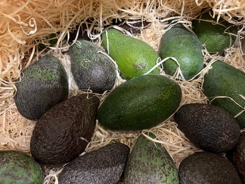 Ein Kunde zeigt eine Auswahl frischer, gemischter Avocados aus der Box, die in Holzwolle gebettet sind.