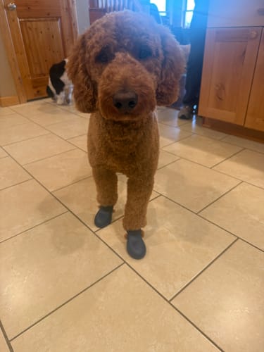 Customer photo review of WagWellies® by wagwear