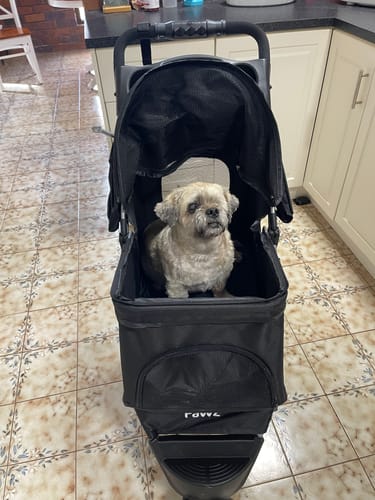 A reviewer's small, fluffy dog sits inside the black dog stroller with the canopy partially open.