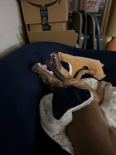 Customer's dog lying on its back with its mouth open, happily chewing a Long-Lasting Yak Chew.