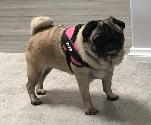 Customer photo review of No Pull Dog Harness Australia