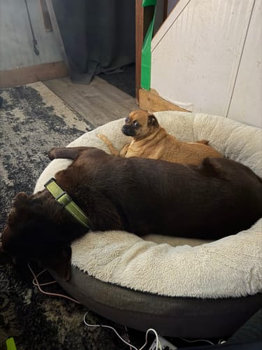 Customer photo review of Belly Buddies Probiotics for Dogs