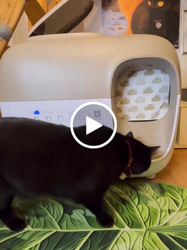 Customer video review of Self-Cleaning Litter Box