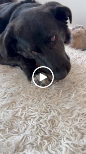 Customer video review of Himalayan Yak Cheese Chew Dog Treat