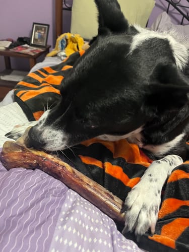 Customer photo review of Medium Ostrich Cane (10" x 3"): The Long-Lasting, Flavor-Packed Chew for Medium & Large Dogs