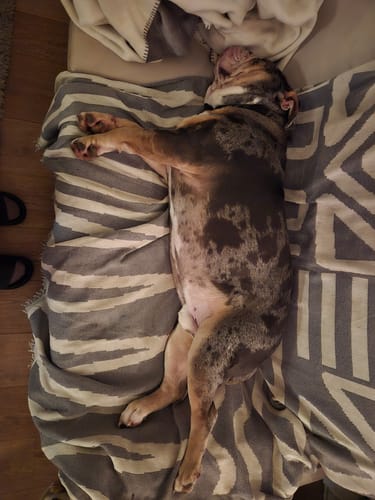 Customer photo review of Strotonin Horse Support