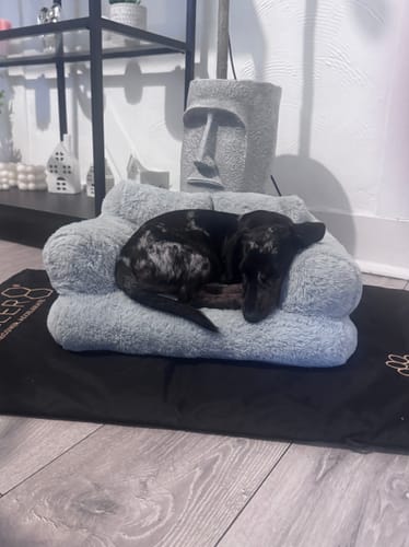 Customer photo review of CELLER8® Large Pet Package
