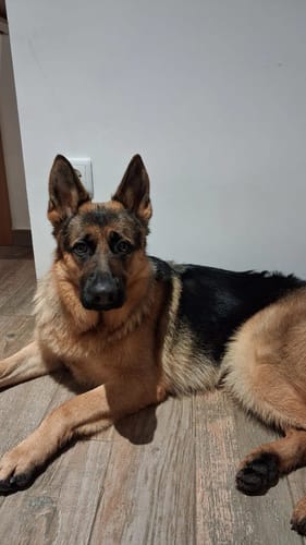 Customer photo review of Grain Free Adult Salmon