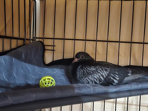 Customer photo review of Floating Platform For The Cat Cabana