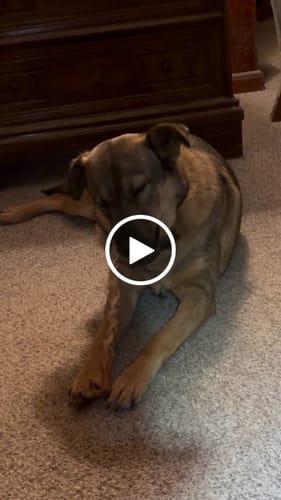 Customer video review of Ostrich Tendon Twister (16" x 2.5" x 1"): The Satisfying, All-Natural Chew for Dental Health & Joint Support