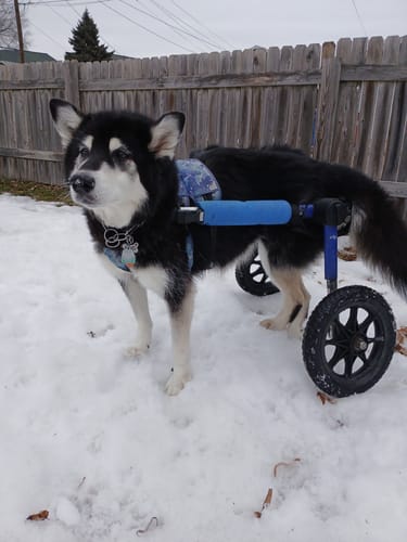 Customer photo review of 1-TDC Oral Health + Mobility Support for Dogs