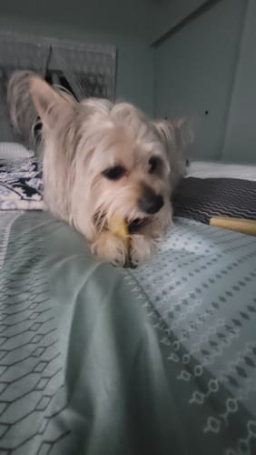 Customer's small dog lies on a bed holding and chewing one of the Long-Lasting Yak Chews.
