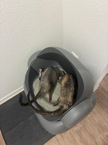 Customer photo review of Neakasa M1 Plus mit Step Selbstreinigende Katzentoilette
