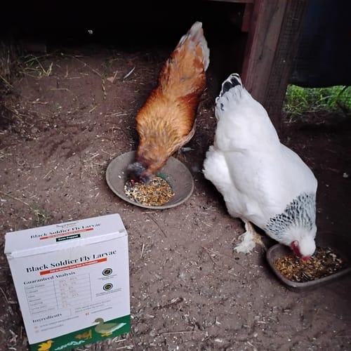 Customer photo review of Supreme Grubs - Black Soldier Fly Larvae