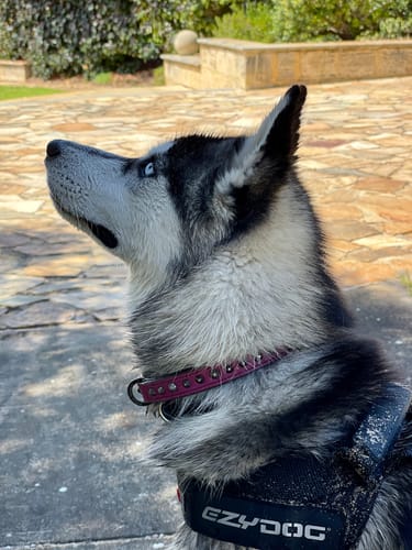 Customer photo review of Hand Made Leather Dog Collar - Ruthless Pink & Black (Slim Fit)