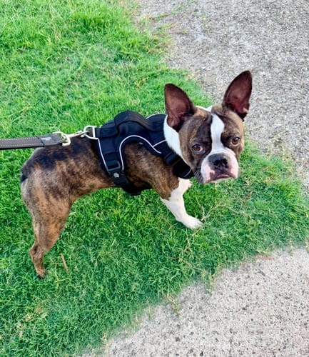 Customer photo review of Dog Harness Active X Black