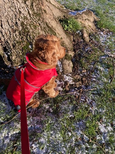 Customer photo review of STORM GUARD Dog Coat with Harness Hole