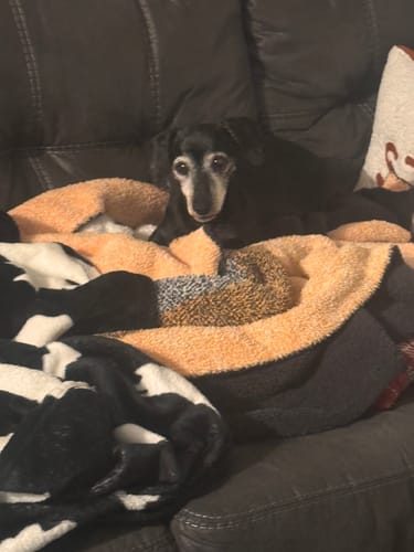 Customer photo review of 1-TDC Oral Health + Mobility Support for Dogs