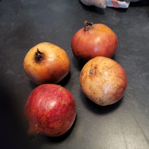 Kunde zeigt die vier kleinen Granatäpfel aus der Obstbox auf einer dunklen Arbeitsfläche.