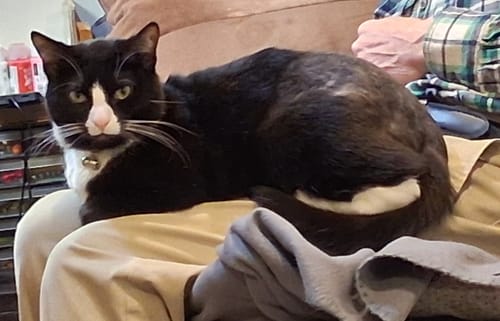 Customer photo review of 2x Blisso Advanced Cat Probiotic | Cat Probiotic for Diarrhea & Kidney Support