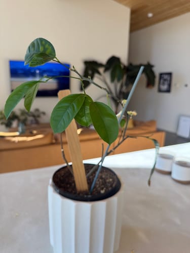 Reviewer's Myer lemon tree with new green leaves and flowers after using Hydration Renew.