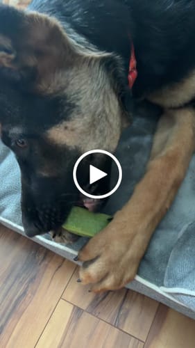 Customer video review of Mint Yak Chews