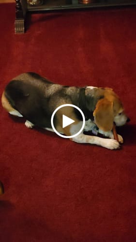 Customer video review of Hickory Smoked Bully Sticks