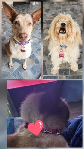 Customer photo review of Collar personalizado para Mascota: Corazones