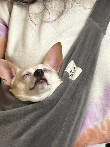 Customer photo review of Fleece Pet Sling Carrier – Grey – 2-15 lbs / 1-7 kg (Autumn/Winter)