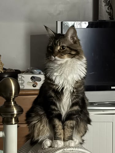 Customer photo review of 3 Month Supply - 2 Cats