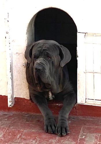 Customer photo review of Grain Free Giant Adult