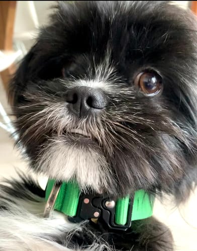 Customer photo review of Tesla City Collar