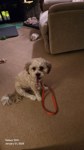 Customer photo review of 6 Inch Hand Selected Standard Bully Sticks