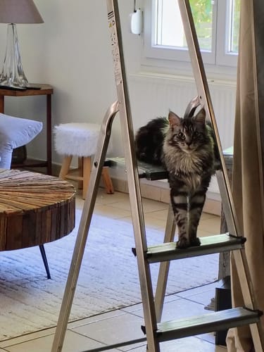 Avis d'un client montrant son chat Maine Coon à poil long debout sur une échelle dans un salon lumineux.