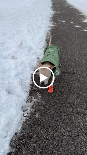 Customer video review of WagWellies® by wagwear