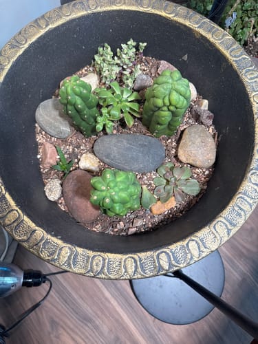 Customer photo review of Trichocereus Pachanoi Monstrose | TPM | Monstrose San Pedro Cactus