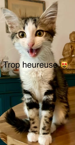 Le chaton d'un client, ravi de ses croquettes pour chaton sans céréales.