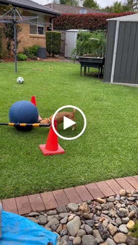 Customer video review of Herding Ball