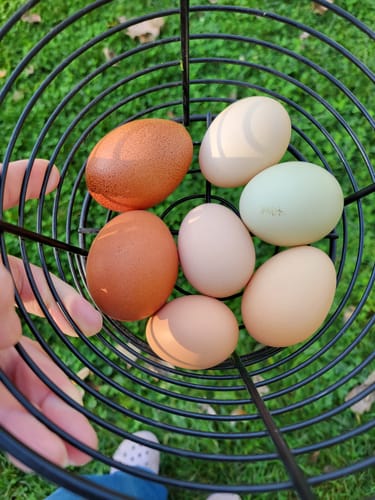 Customer holding a wire basket of fresh, colorful eggs from chickens fed Daily Deworm + Gut Support.