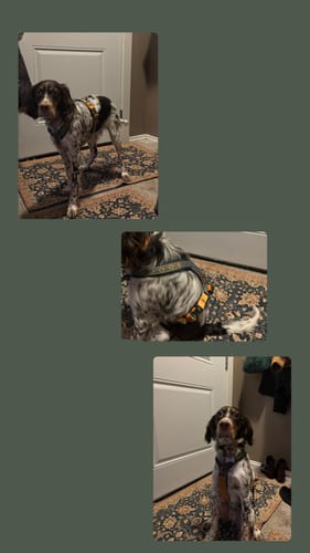Customer's collage showing their speckled dog wearing the Non-Stop Dogwear Line Harness 5.0 from various angles indoors.