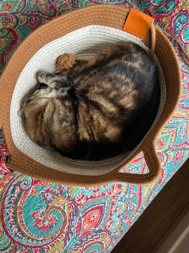 Customer photo review of Instinct Basket | Handwoven & Chemical-Free Cat Territory